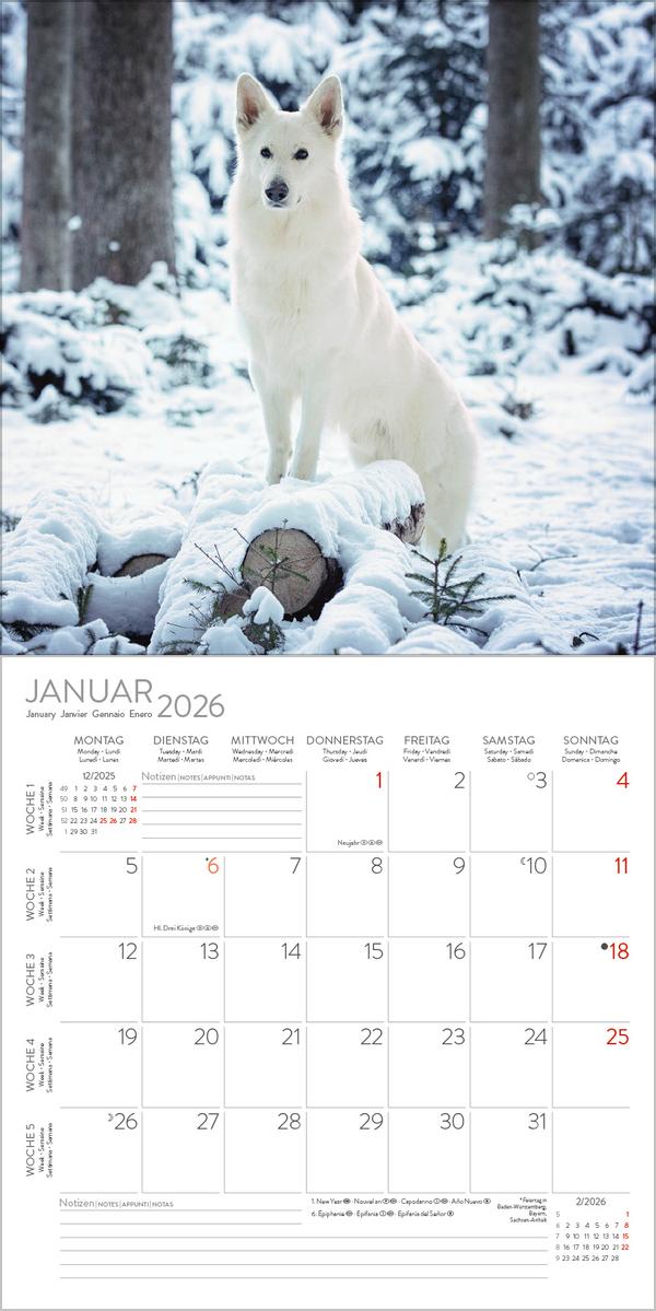 Beispielinhalt (Bild) Dogs 2026