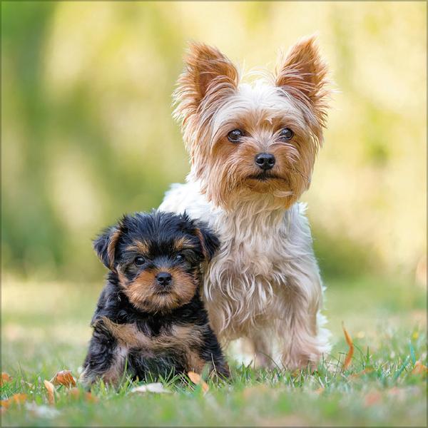 Beispielinhalt (Bild) Dogs 2026