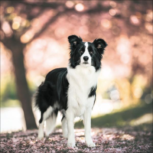 Beispielinhalt (Bild) Dogs 2026