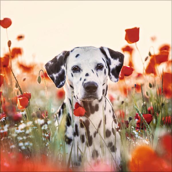 Beispielinhalt (Bild) Dogs 2026