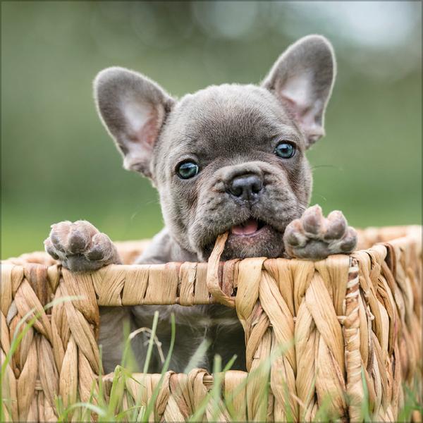 Beispielinhalt (Bild) Dogs 2026