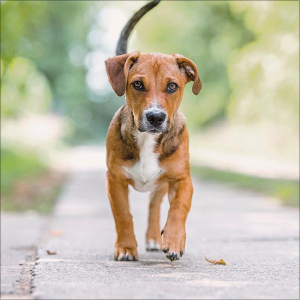 Beispielinhalt (Bild) Dogs 2026