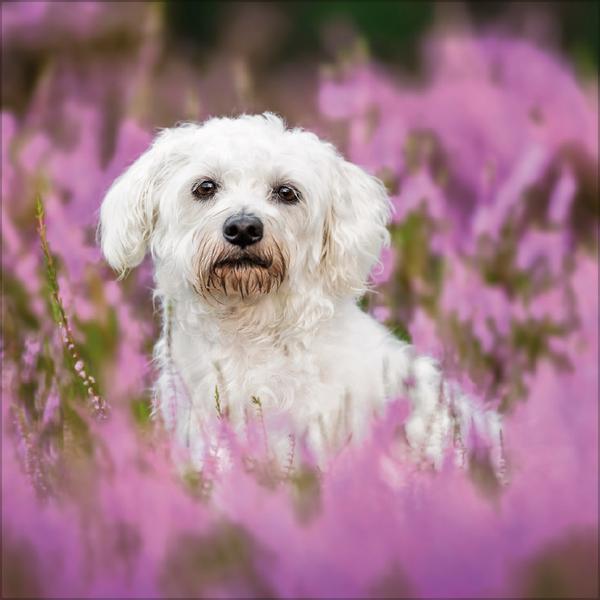 Beispielinhalt (Bild) Dogs 2026