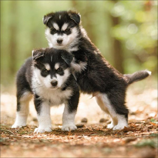 Beispielinhalt (Bild) Dogs 2026