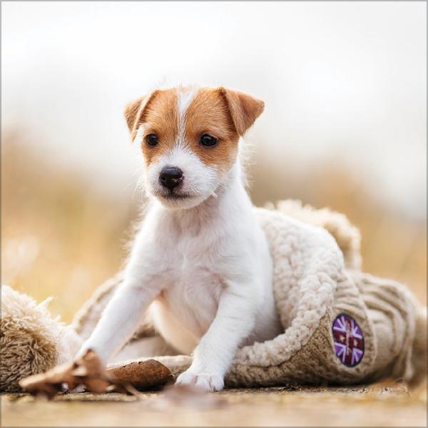 Beispielinhalt (Bild) Dogs 2026