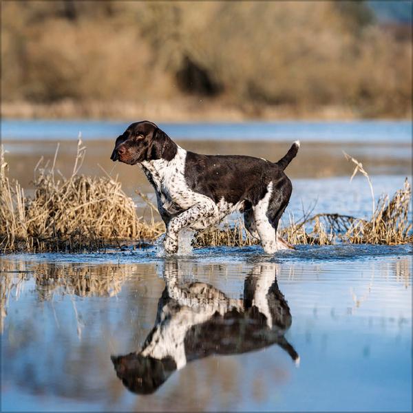 Beispielinhalt (Bild) Dogs 2026