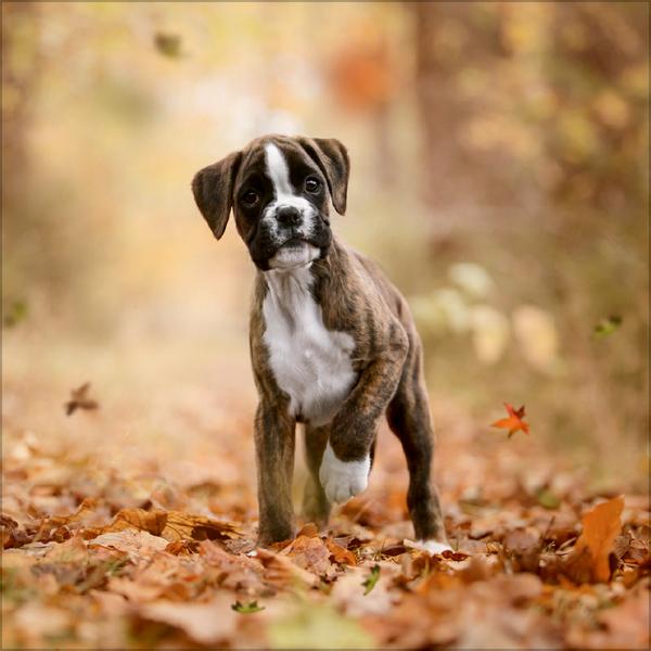 Beispielinhalt (Bild) Dogs 2026