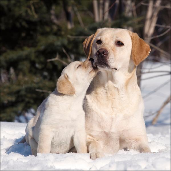 Beispielinhalt (Bild) Dogs 2026