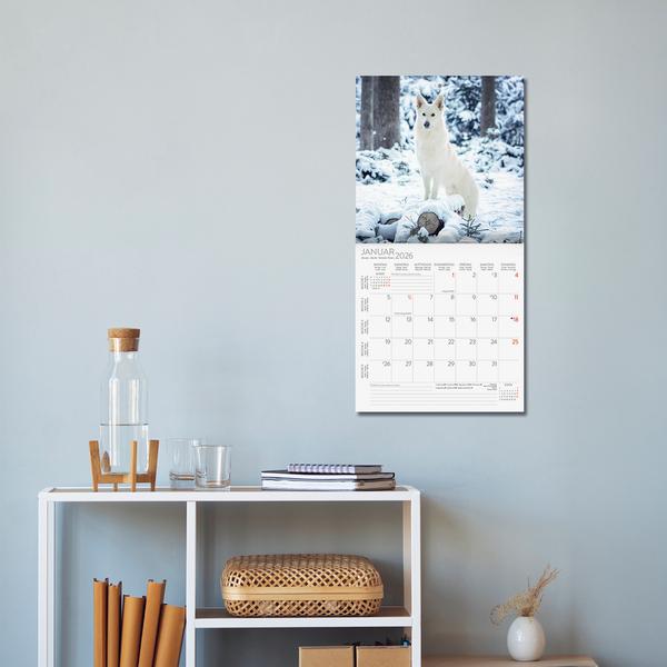 Beispielinhalt (Bild) Dogs 2026