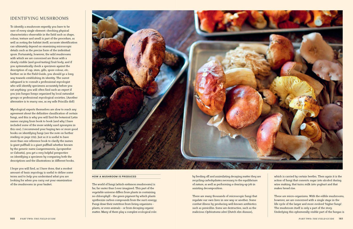 Beispielinhalt (Bild) A Passion for Mushrooms