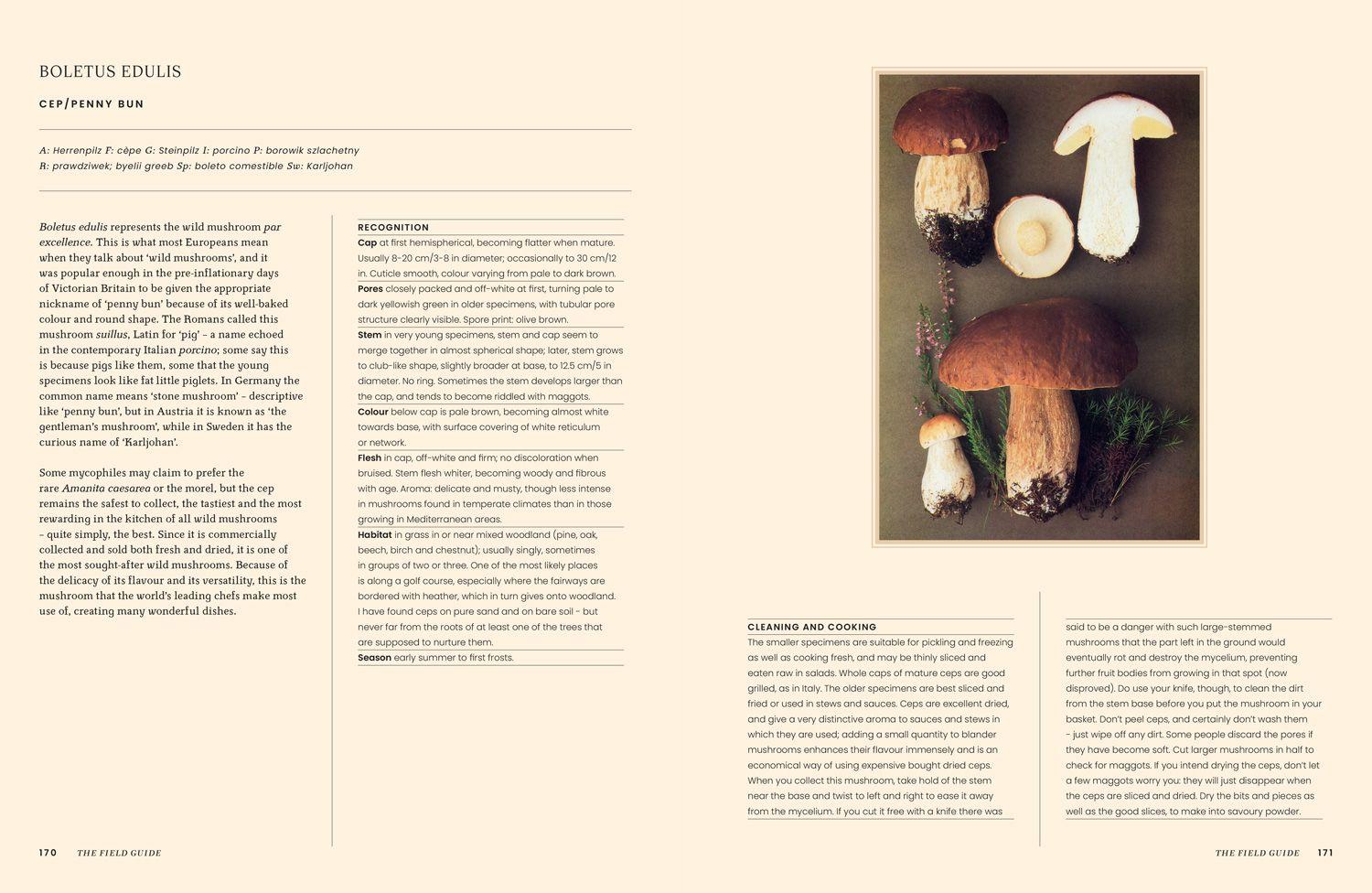 Beispielinhalt (Bild) A Passion for Mushrooms
