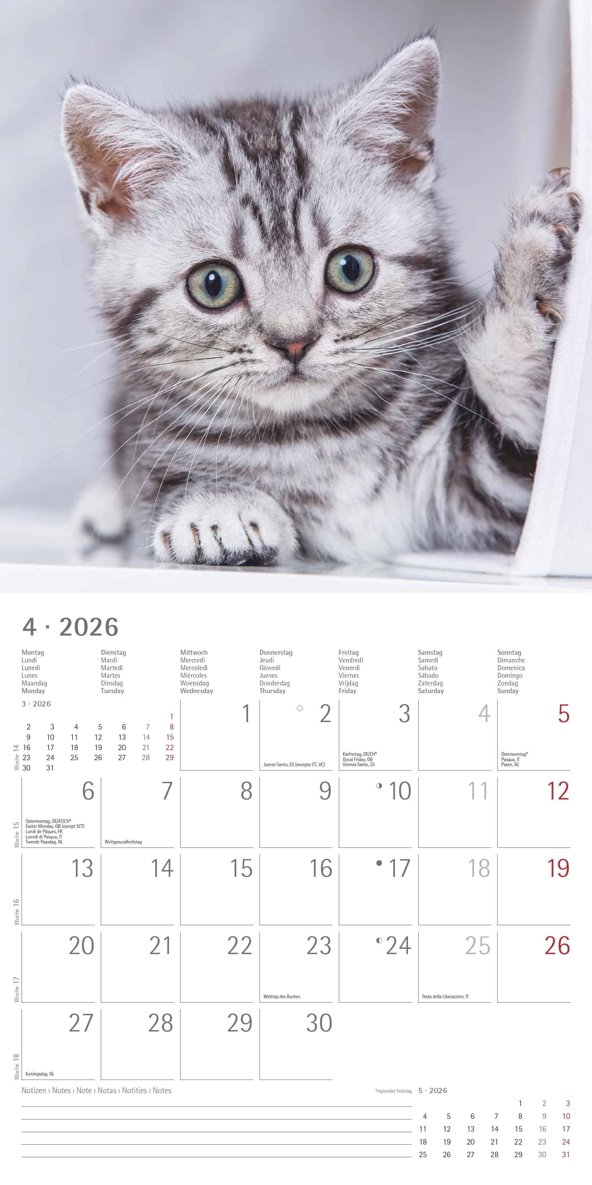 Beispielinhalt (Bild) Katzen 2026 - Broschürenkalender 30x30 cm (30x60 geöffnet) - Kalender mit Platz für Notizen - Cats - Bildkalender - Wandplaner - Katzenkalender