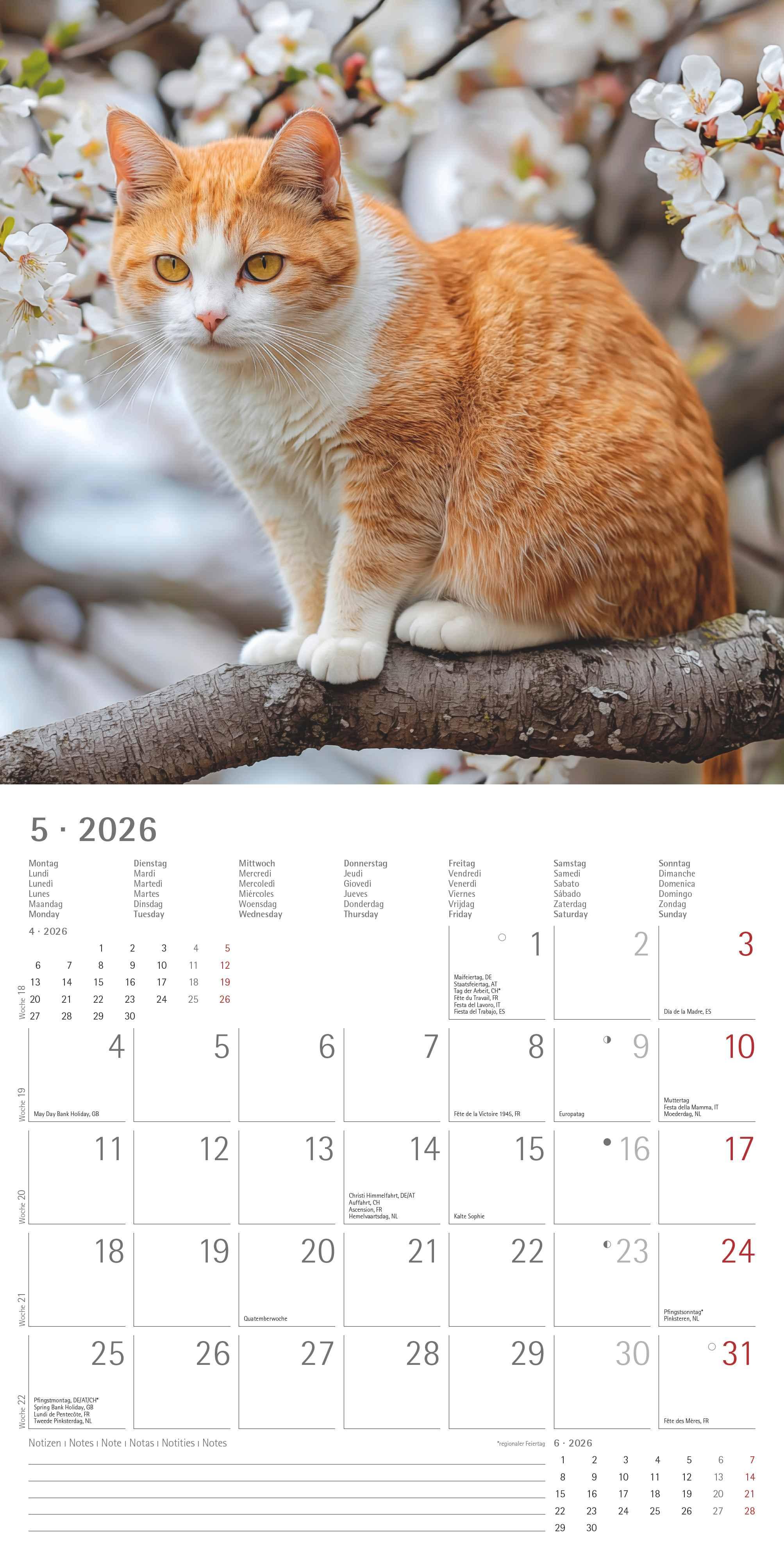 Beispielinhalt (Bild) Katzen 2026 - Broschürenkalender 30x30 cm (30x60 geöffnet) - Kalender mit Platz für Notizen - Cats - Bildkalender - Wandplaner - Katzenkalender