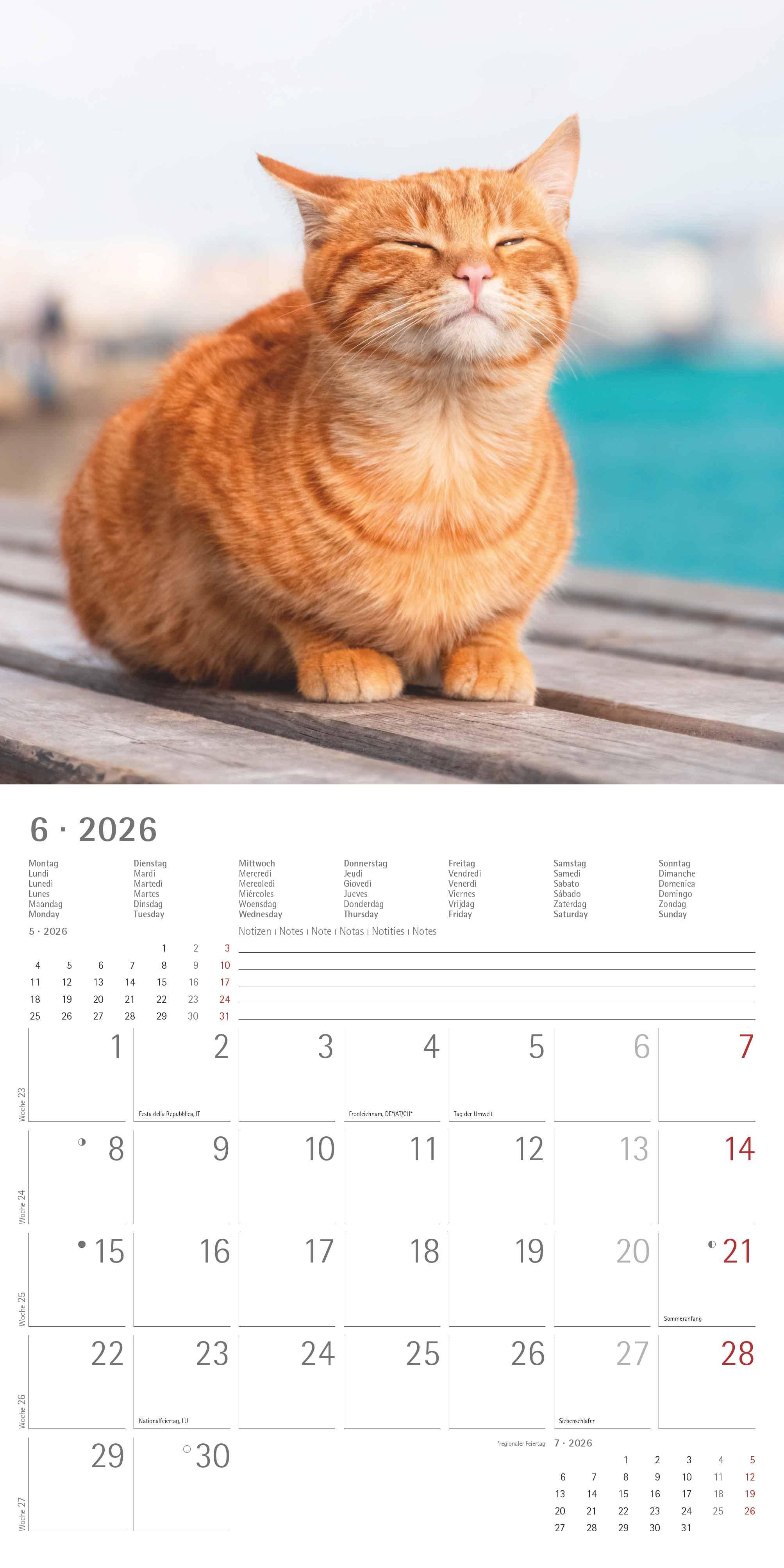 Beispielinhalt (Bild) Katzen 2026 - Broschürenkalender 30x30 cm (30x60 geöffnet) - Kalender mit Platz für Notizen - Cats - Bildkalender - Wandplaner - Katzenkalender