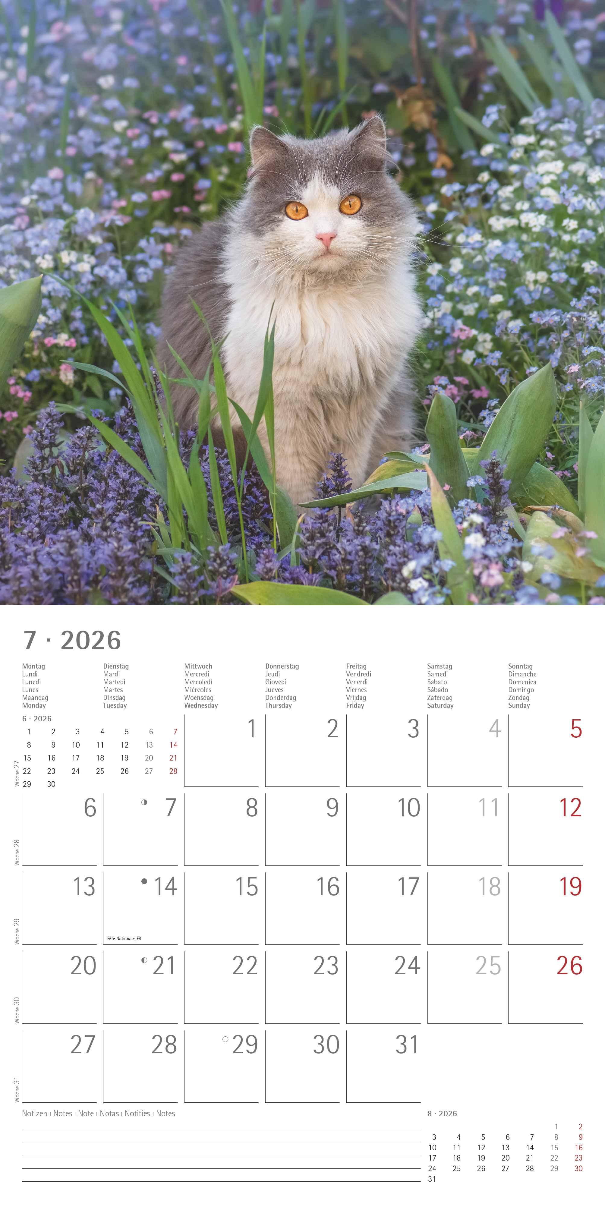 Beispielinhalt (Bild) Katzen 2026 - Broschürenkalender 30x30 cm (30x60 geöffnet) - Kalender mit Platz für Notizen - Cats - Bildkalender - Wandplaner - Katzenkalender