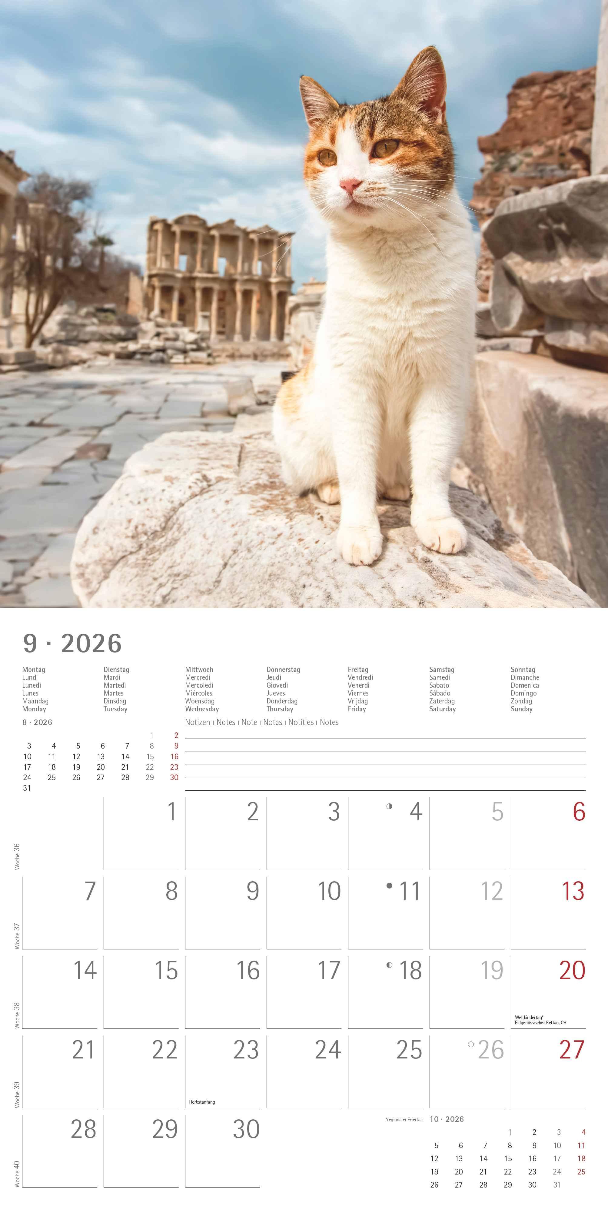 Beispielinhalt (Bild) Katzen 2026 - Broschürenkalender 30x30 cm (30x60 geöffnet) - Kalender mit Platz für Notizen - Cats - Bildkalender - Wandplaner - Katzenkalender