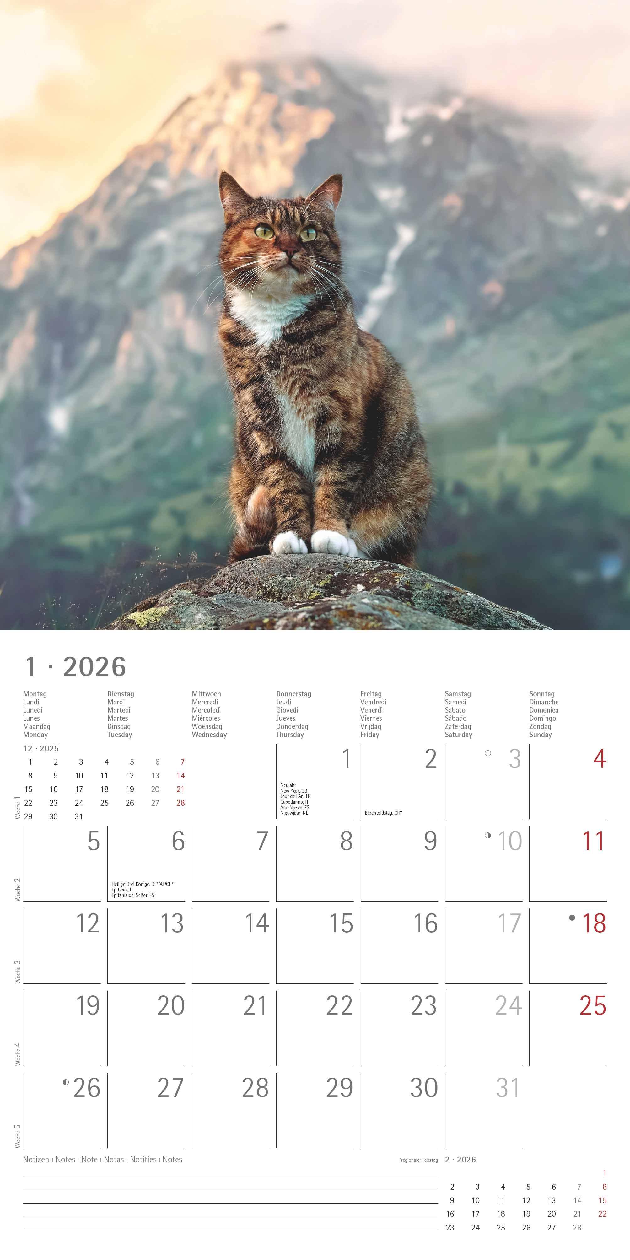 Beispielinhalt (Bild) Katzen 2026 - Broschürenkalender 30x30 cm (30x60 geöffnet) - Kalender mit Platz für Notizen - Cats - Bildkalender - Wandplaner - Katzenkalender