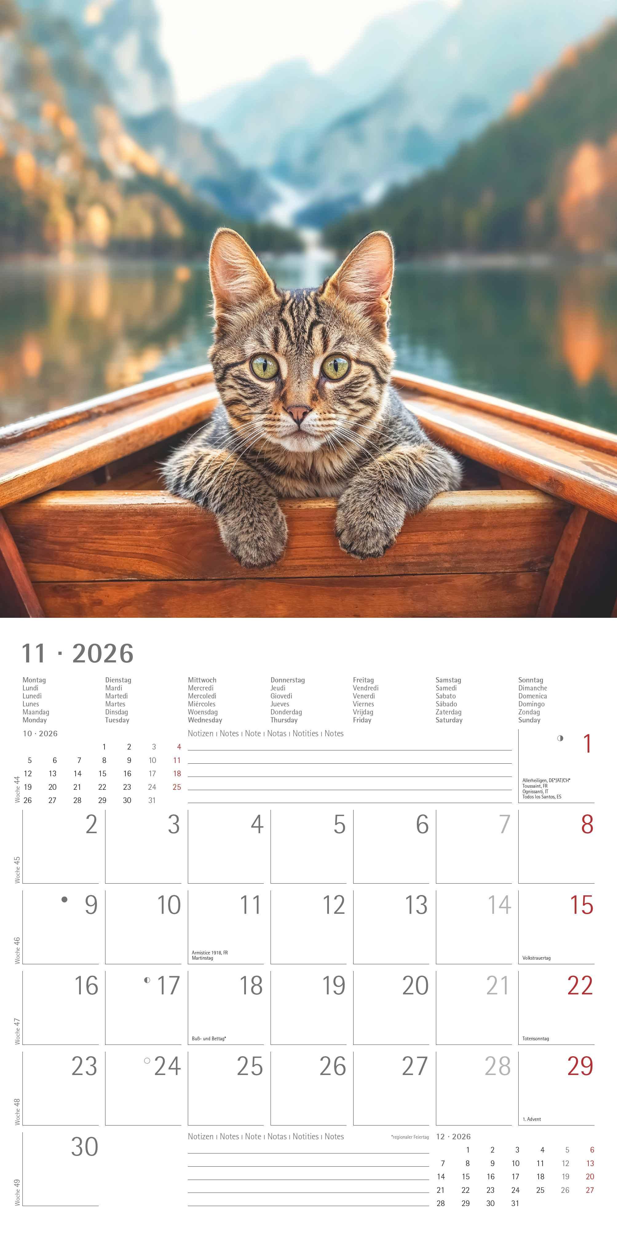 Beispielinhalt (Bild) Katzen 2026 - Broschürenkalender 30x30 cm (30x60 geöffnet) - Kalender mit Platz für Notizen - Cats - Bildkalender - Wandplaner - Katzenkalender