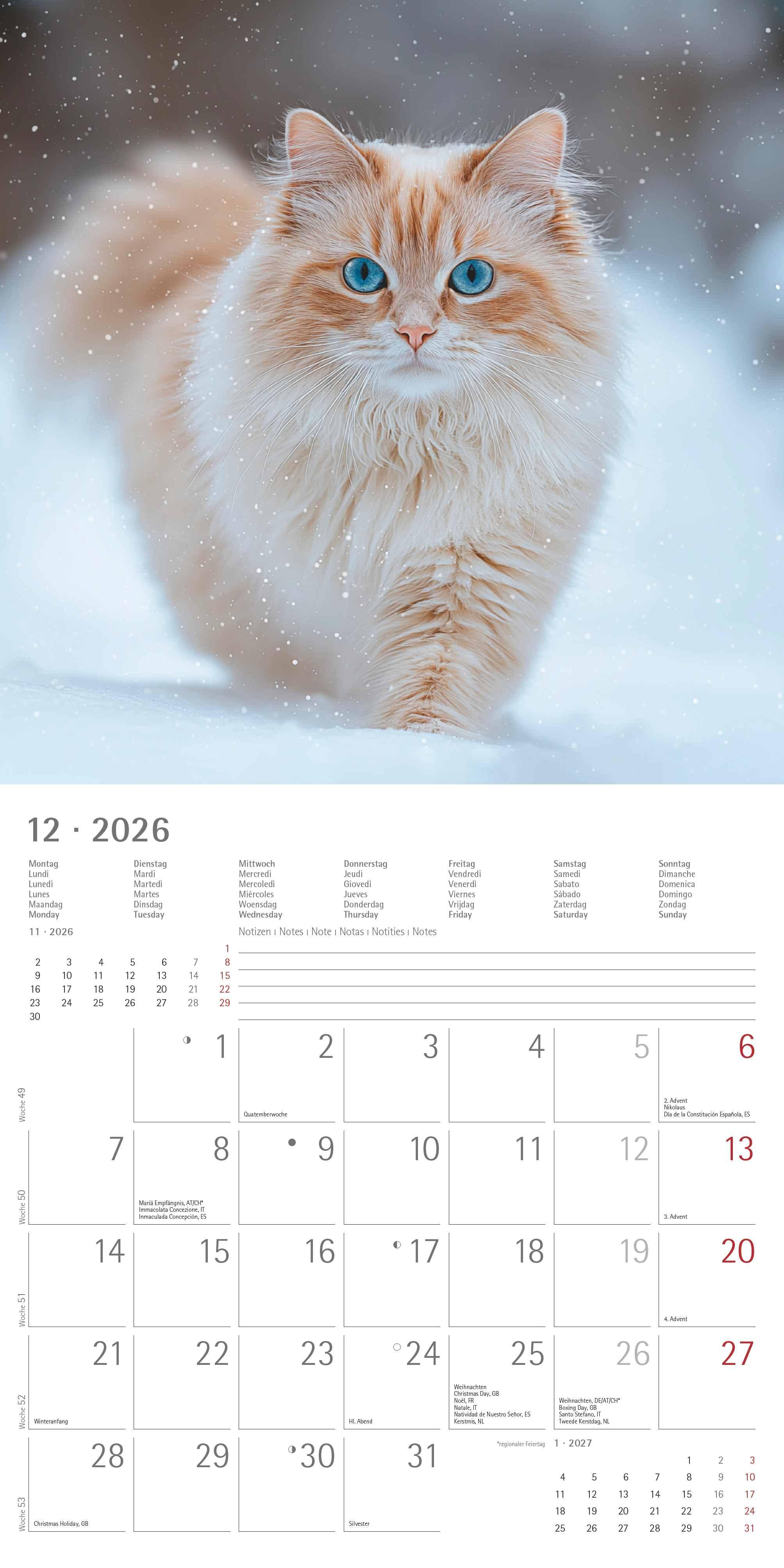 Beispielinhalt (Bild) Katzen 2026 - Broschürenkalender 30x30 cm (30x60 geöffnet) - Kalender mit Platz für Notizen - Cats - Bildkalender - Wandplaner - Katzenkalender