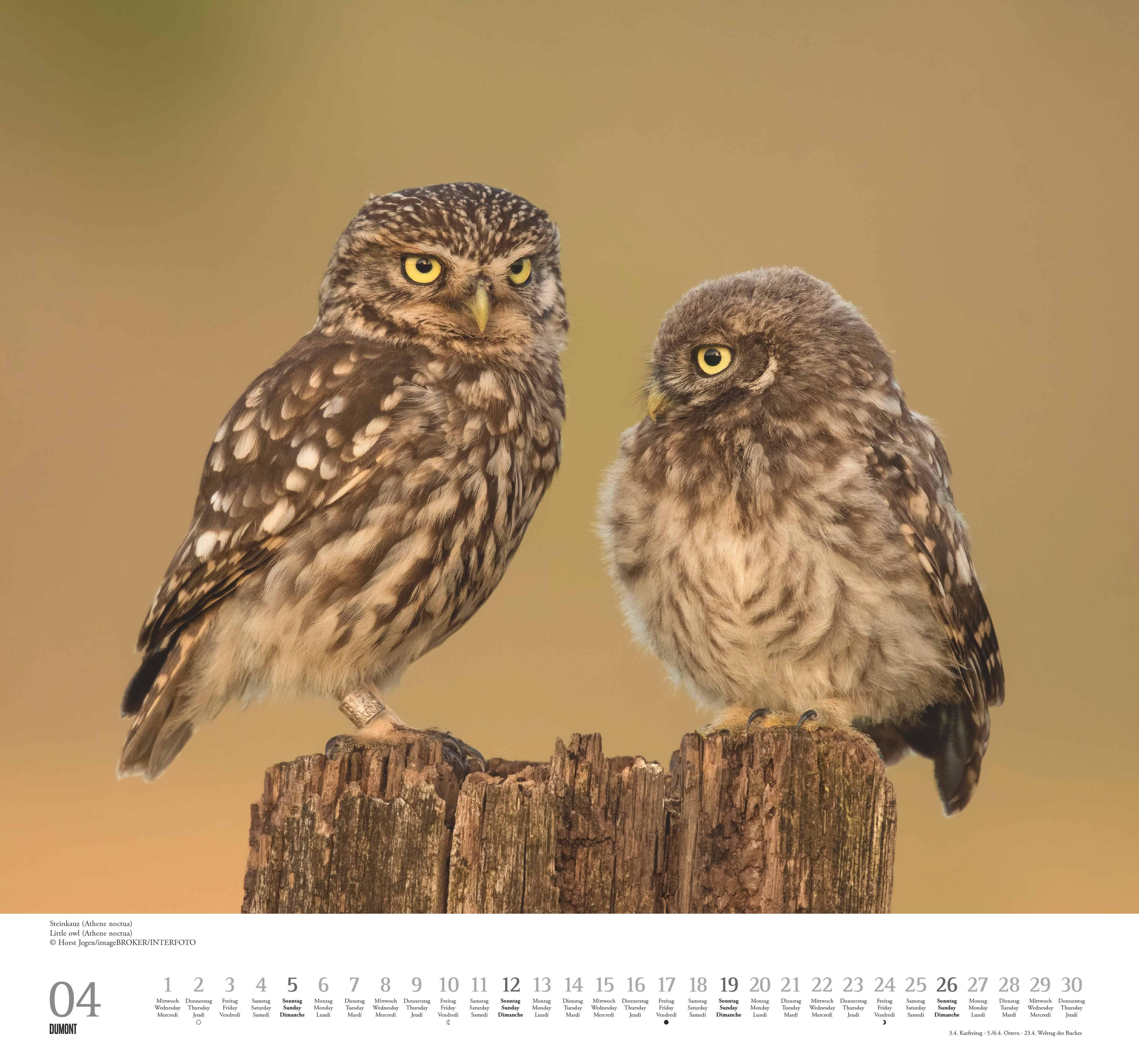 Beispielinhalt (Bild) Geliebte Eulen 2026 - DUMONT Wandkalender - mit den wichtigsten Feiertagen - Format 38,0 x 35,5 cm
