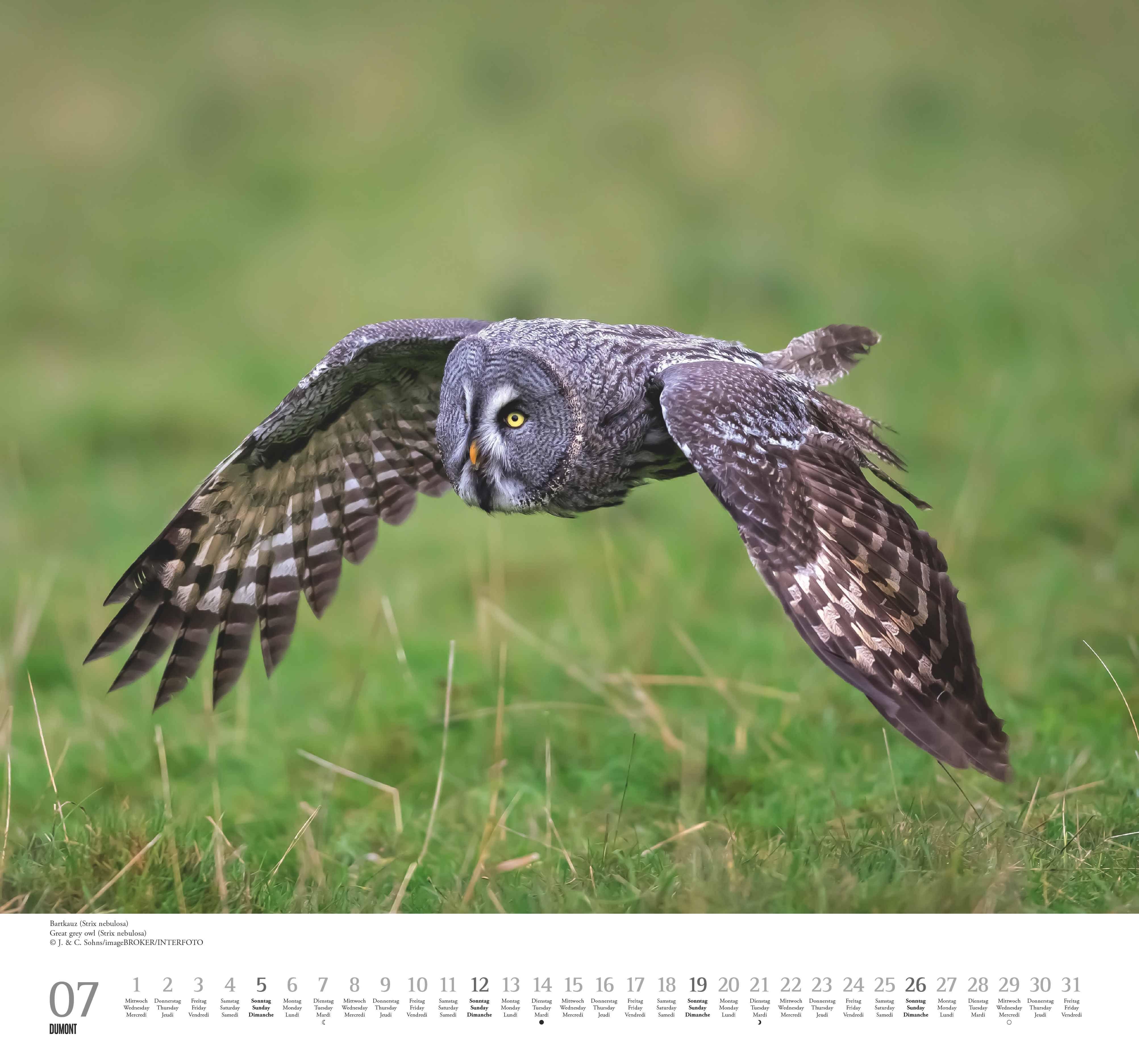 Beispielinhalt (Bild) Geliebte Eulen 2026 - DUMONT Wandkalender - mit den wichtigsten Feiertagen - Format 38,0 x 35,5 cm