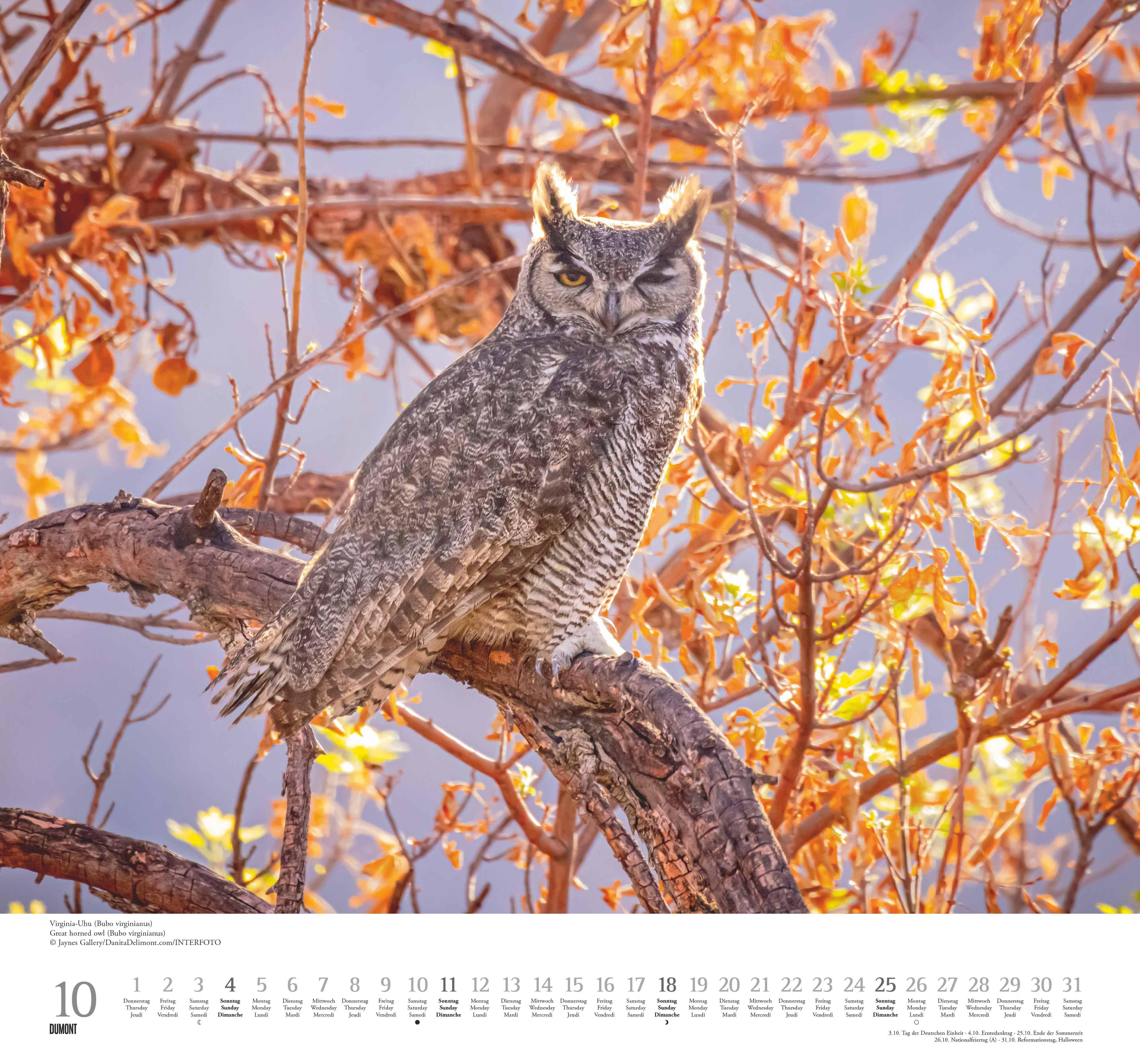 Beispielinhalt (Bild) Geliebte Eulen 2026 - DUMONT Wandkalender - mit den wichtigsten Feiertagen - Format 38,0 x 35,5 cm