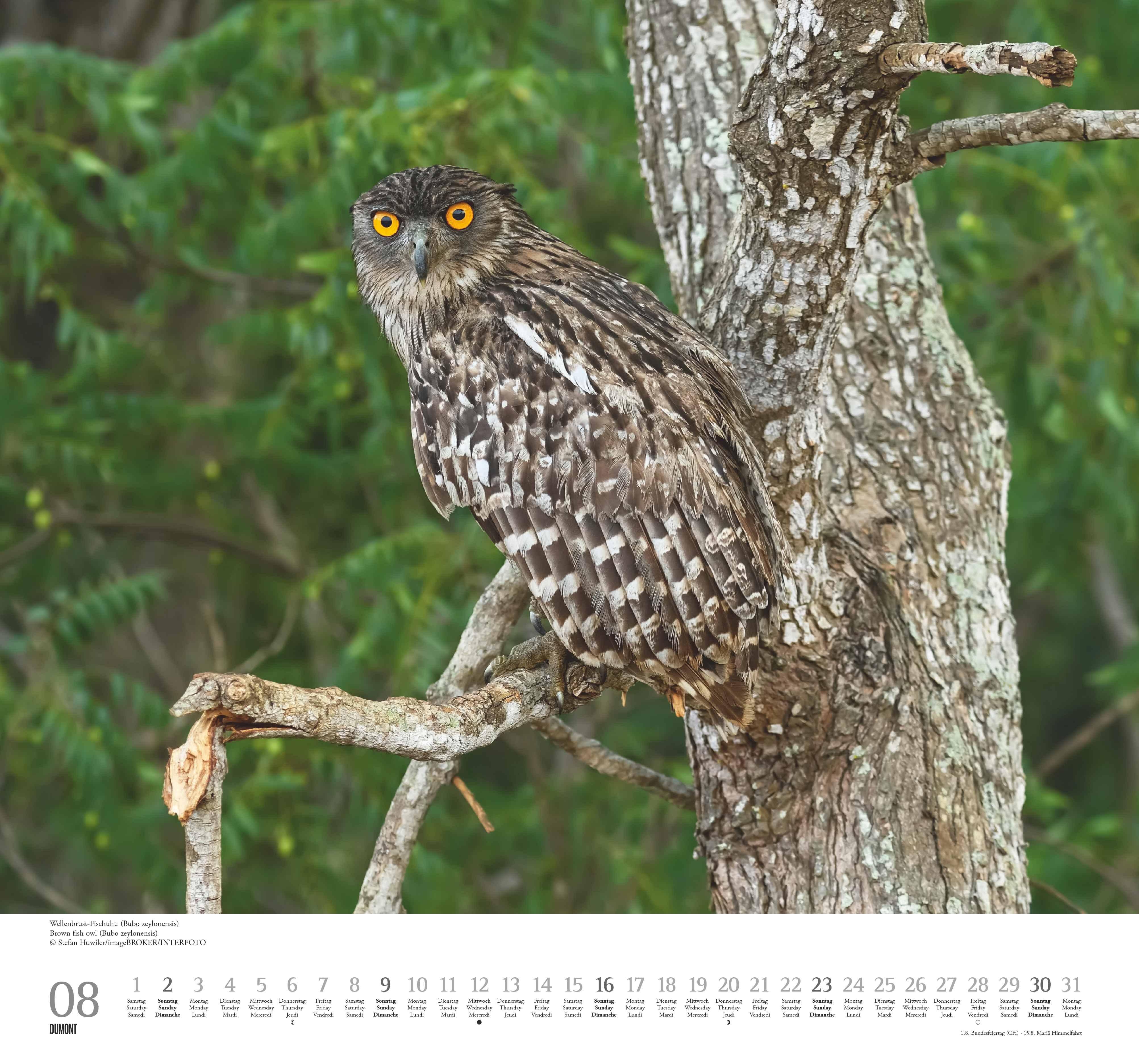 Beispielinhalt (Bild) Geliebte Eulen 2026 - DUMONT Wandkalender - mit den wichtigsten Feiertagen - Format 38,0 x 35,5 cm
