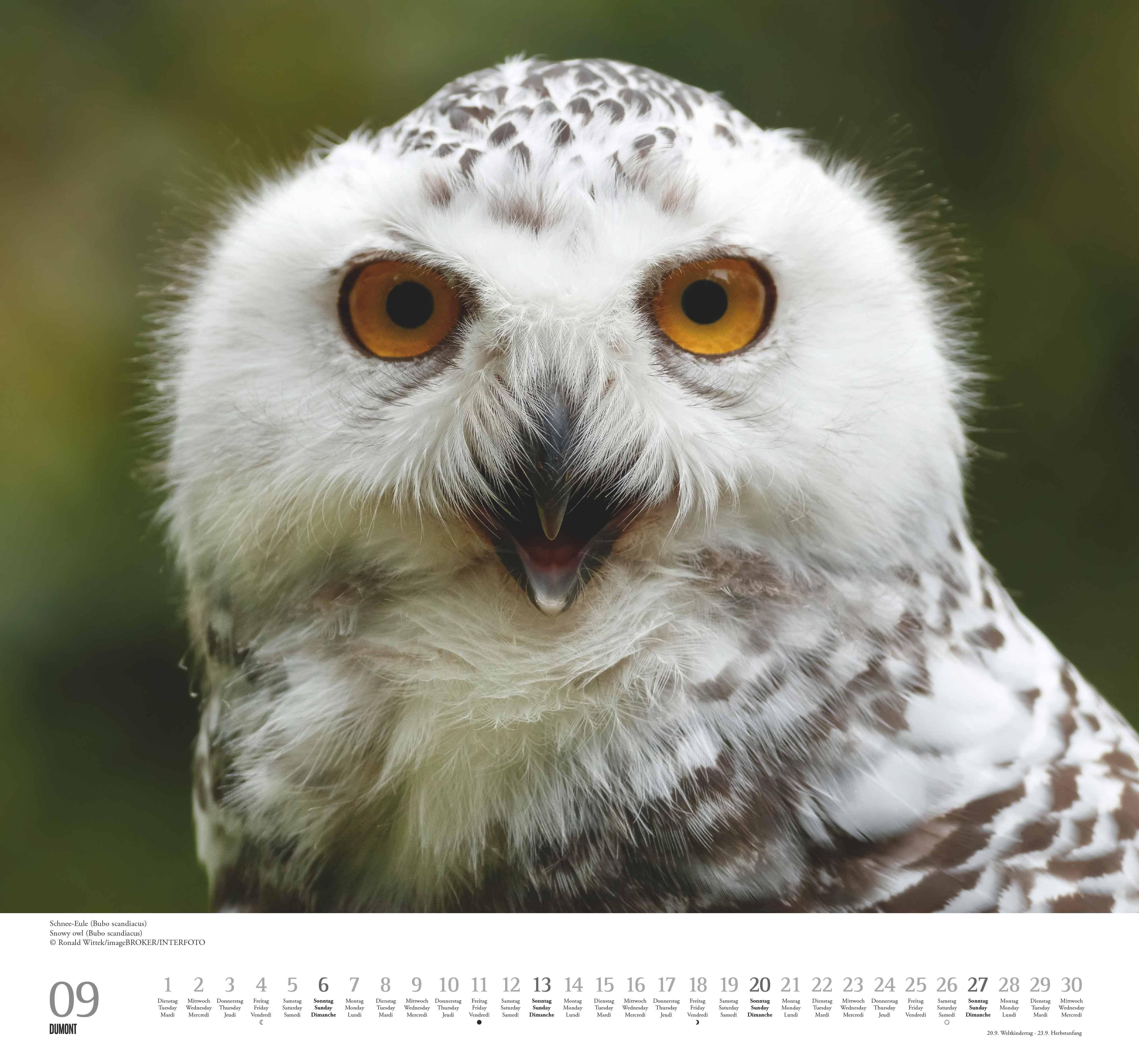 Beispielinhalt (Bild) Geliebte Eulen 2026 - DUMONT Wandkalender - mit den wichtigsten Feiertagen - Format 38,0 x 35,5 cm
