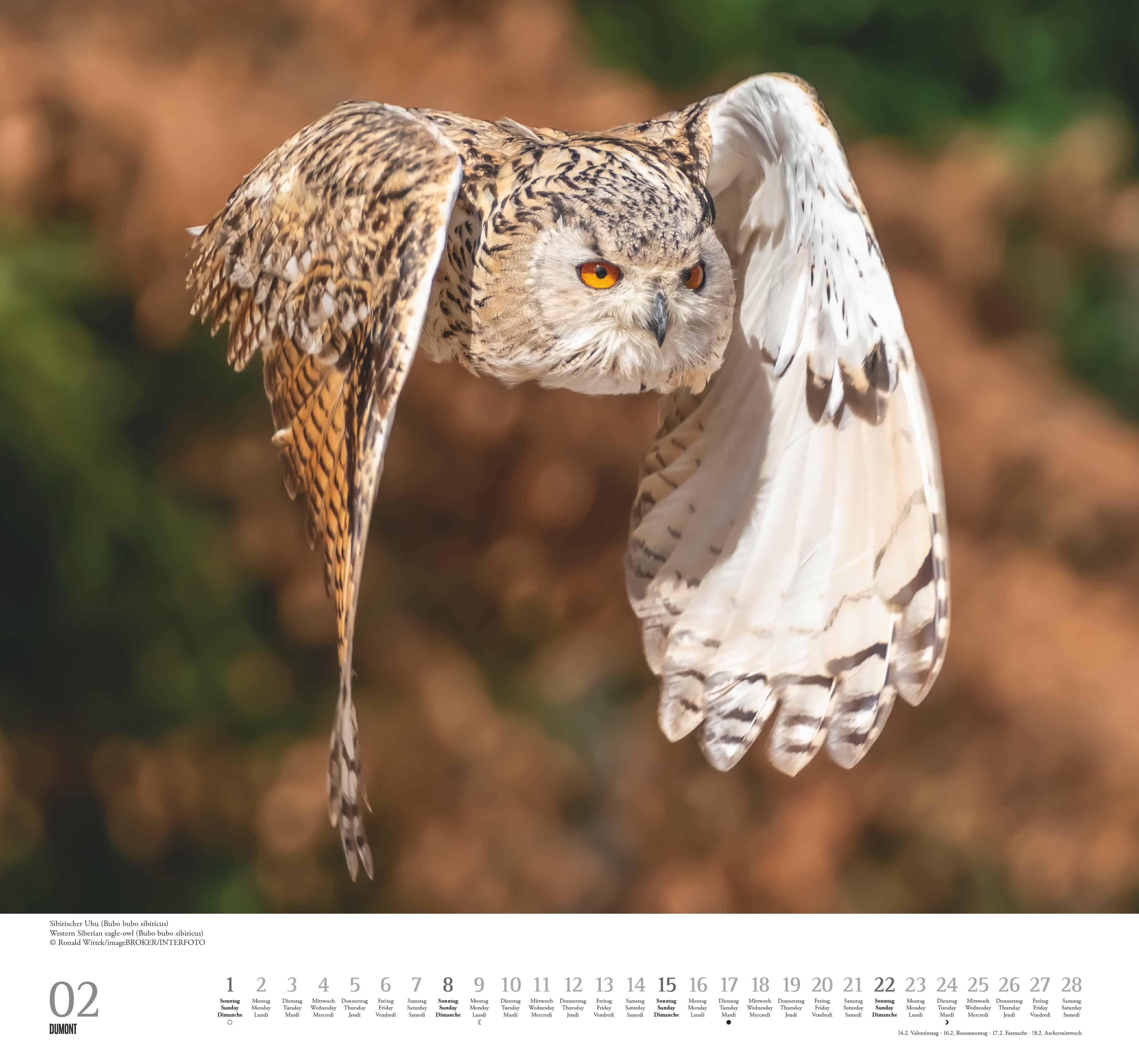 Beispielinhalt (Bild) Geliebte Eulen 2026 - DUMONT Wandkalender - mit den wichtigsten Feiertagen - Format 38,0 x 35,5 cm