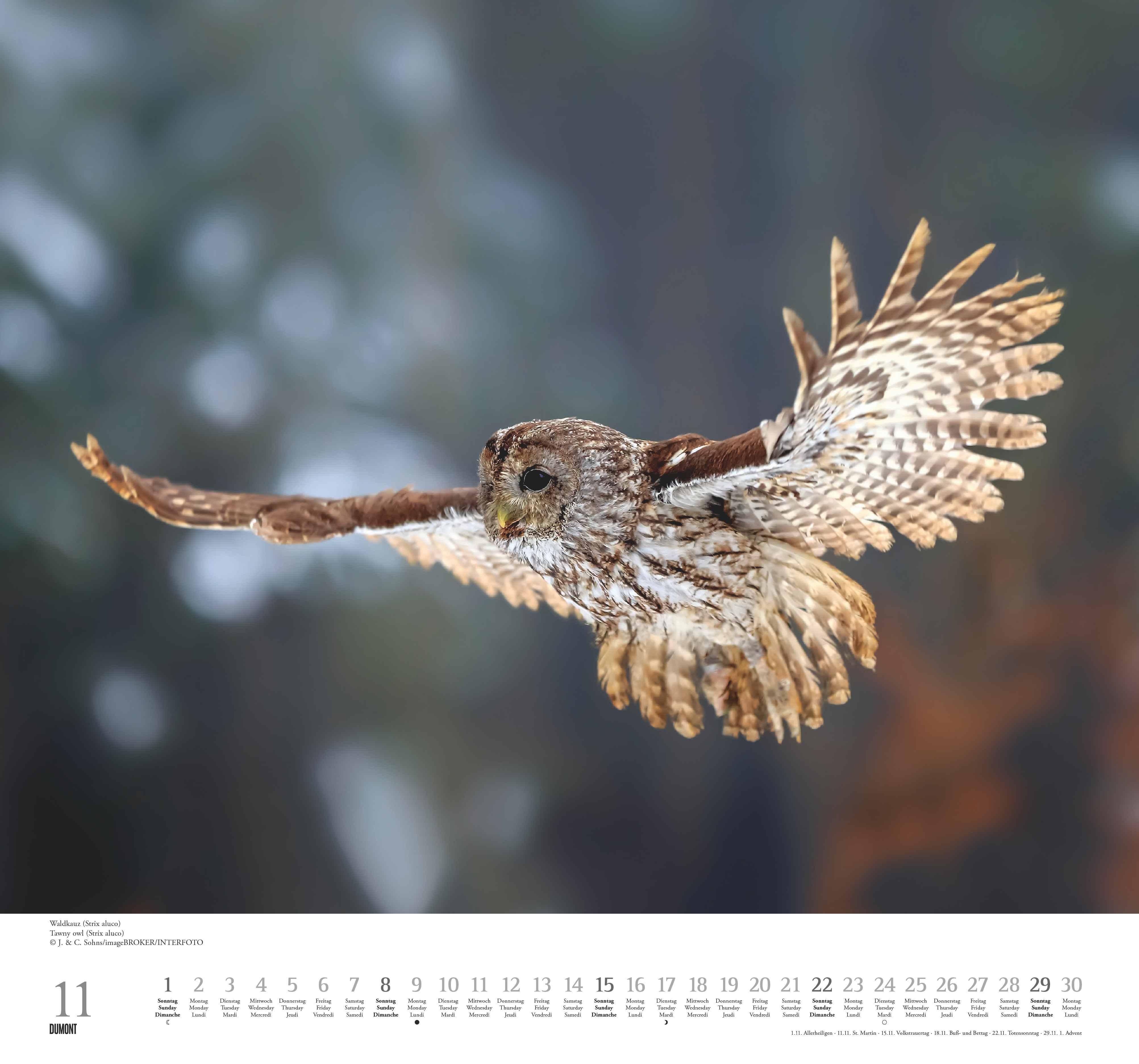 Beispielinhalt (Bild) Geliebte Eulen 2026 - DUMONT Wandkalender - mit den wichtigsten Feiertagen - Format 38,0 x 35,5 cm