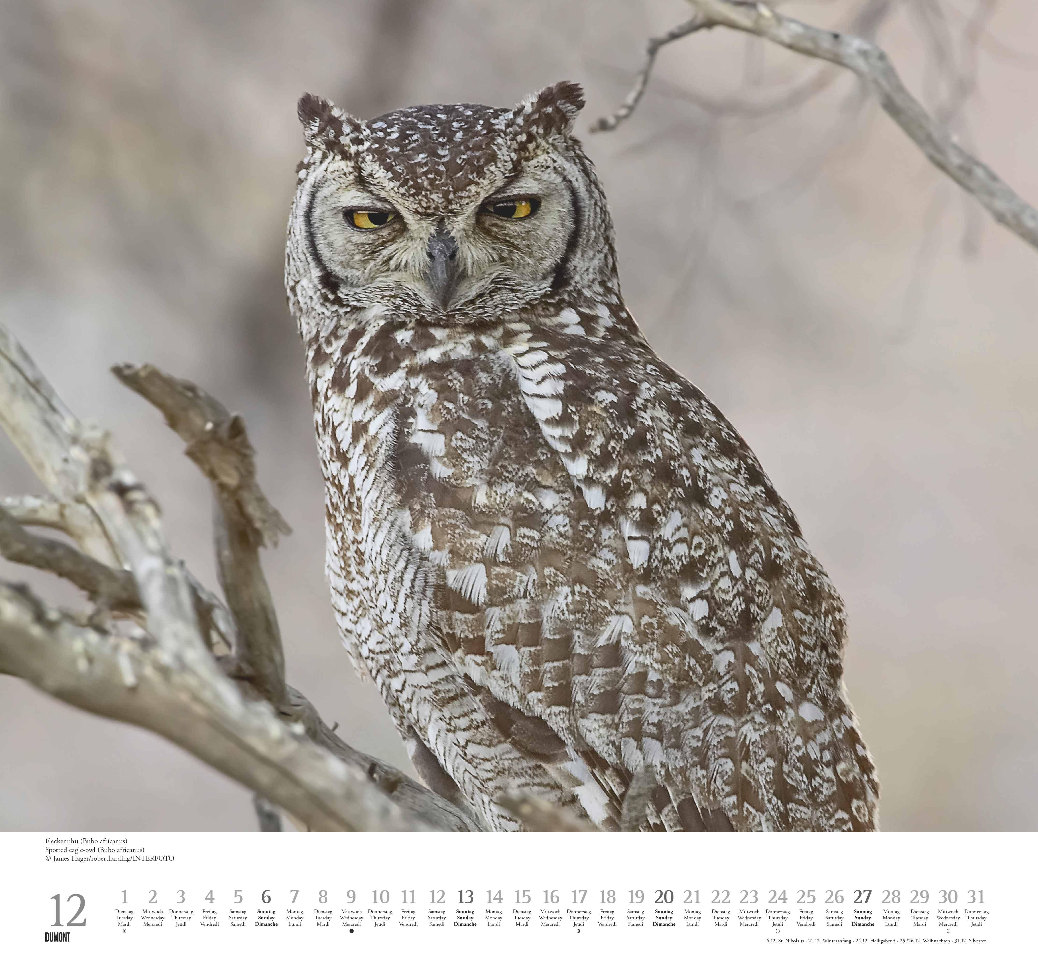 Beispielinhalt (Bild) Geliebte Eulen 2026 - DUMONT Wandkalender - mit den wichtigsten Feiertagen - Format 38,0 x 35,5 cm