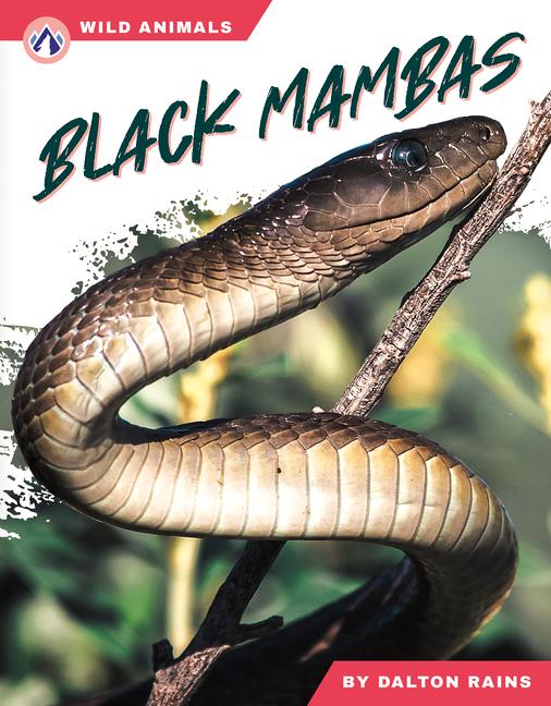 Vorderes Coverbild Black Mambas