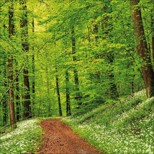 Beispielinhalt (Bild) Magische Wälder 2026