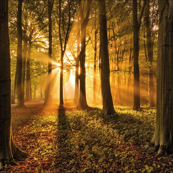Beispielinhalt (Bild) Magische Wälder 2026