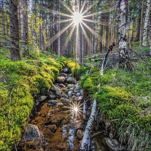 Beispielinhalt (Bild) Magische Wälder 2026