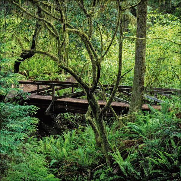 Beispielinhalt (Bild) Magische Wälder 2026