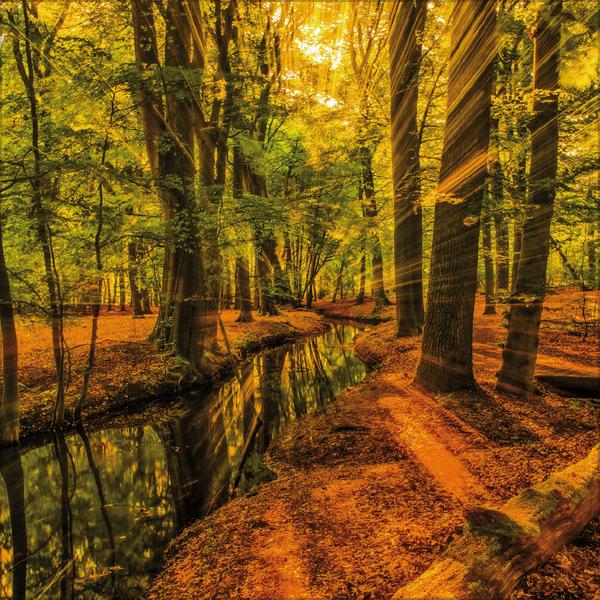 Beispielinhalt (Bild) Magische Wälder 2026