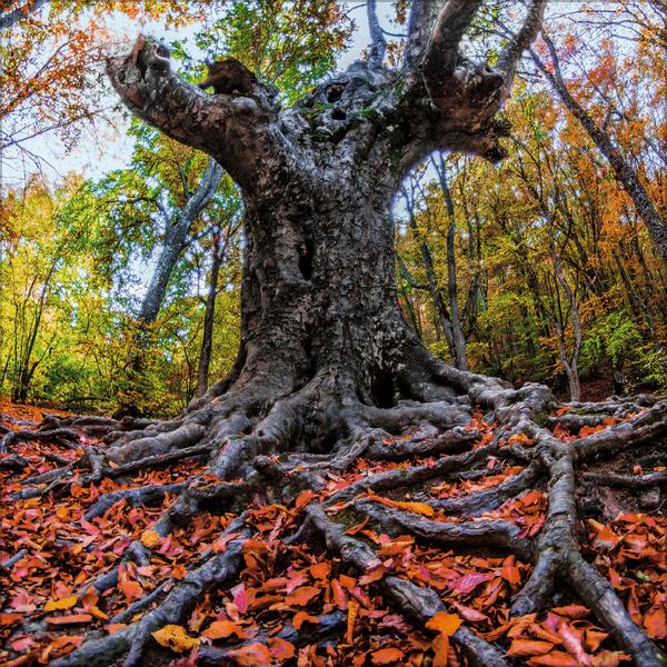 Beispielinhalt (Bild) Magische Wälder 2026