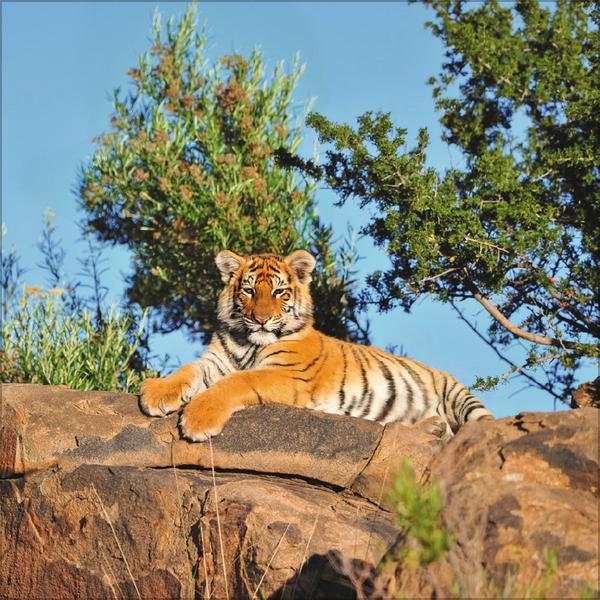 Beispielinhalt (Bild) Big Cats 2026