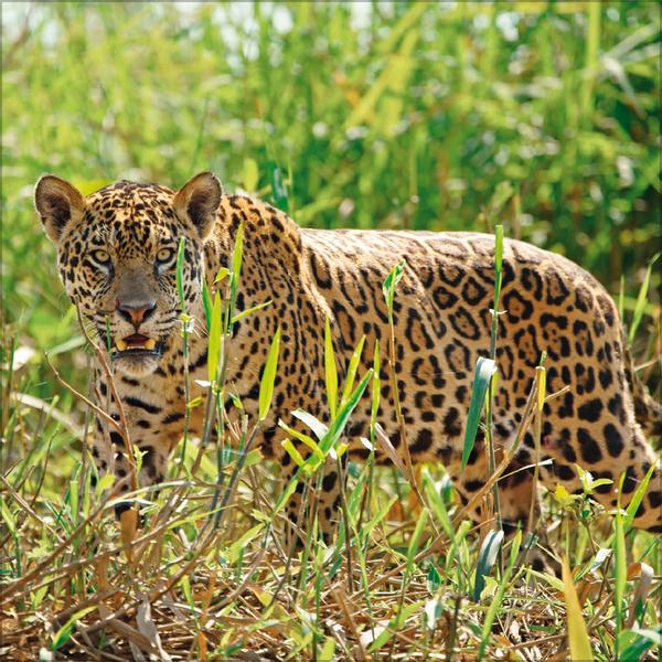 Beispielinhalt (Bild) Big Cats 2026