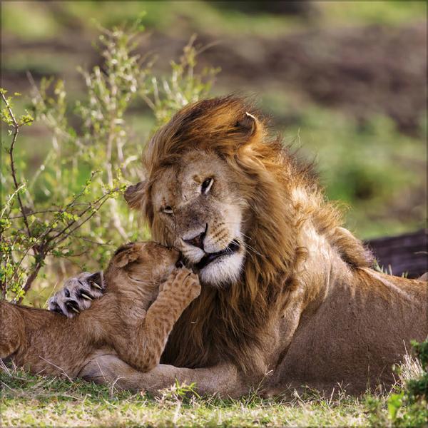 Beispielinhalt (Bild) Big Cats 2026