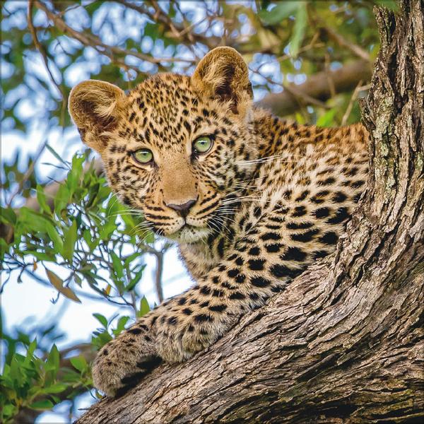 Beispielinhalt (Bild) Big Cats 2026