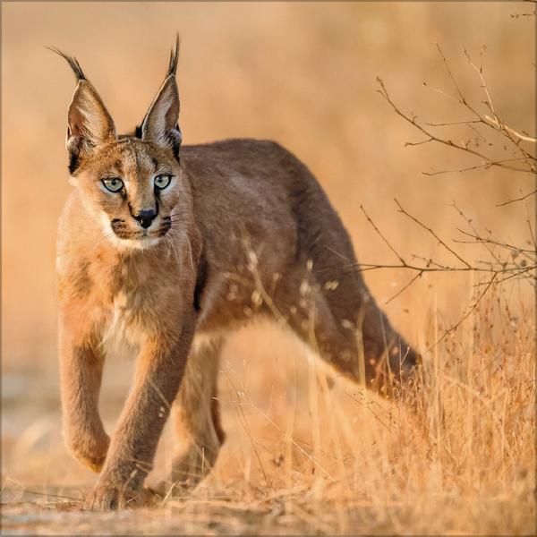 Beispielinhalt (Bild) Big Cats 2026