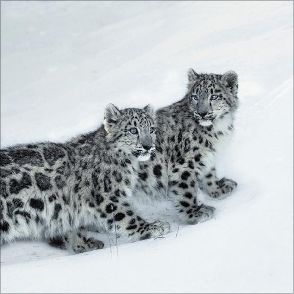 Beispielinhalt (Bild) Big Cats 2026