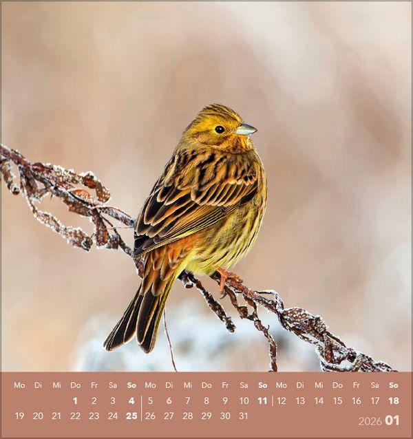 Beispielinhalt (Bild) Vögel unserer Heimat 2026