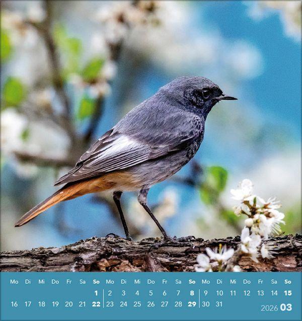 Beispielinhalt (Bild) Vögel unserer Heimat 2026