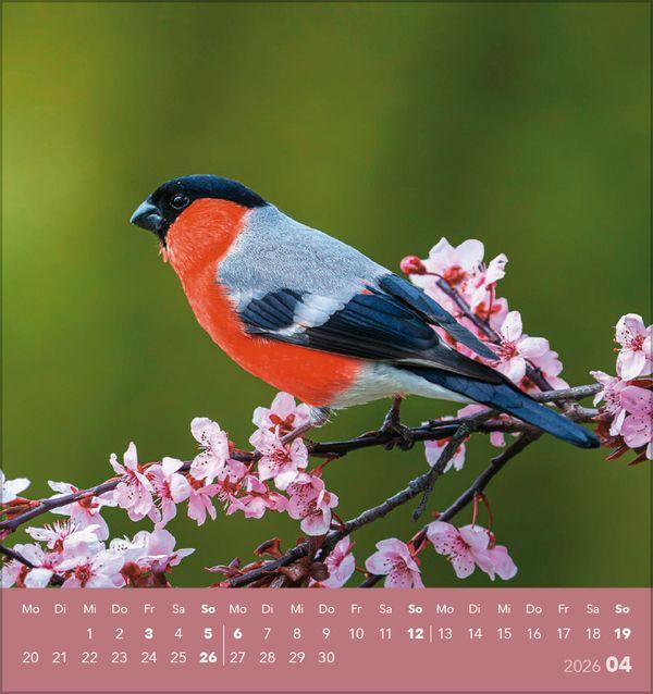 Beispielinhalt (Bild) Vögel unserer Heimat 2026