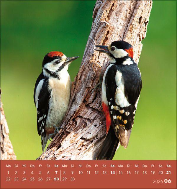 Beispielinhalt (Bild) Vögel unserer Heimat 2026