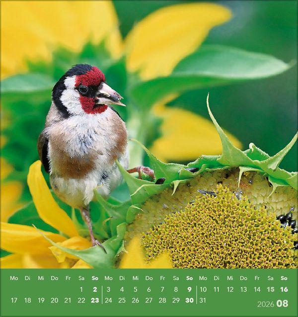 Beispielinhalt (Bild) Vögel unserer Heimat 2026