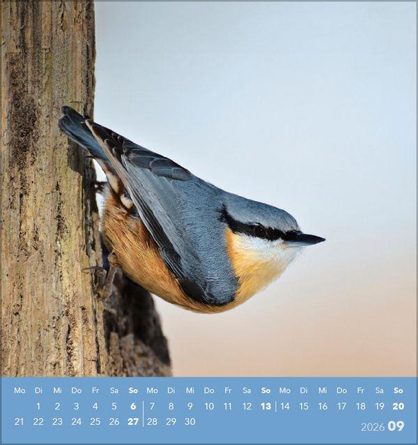 Beispielinhalt (Bild) Vögel unserer Heimat 2026